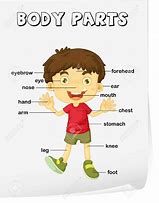 body parts اعضاء الجسم